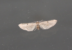Eupithecia indigata