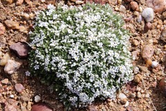 Phlox muscoides