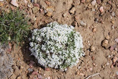 Phlox muscoides