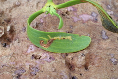 Celypha woodiana