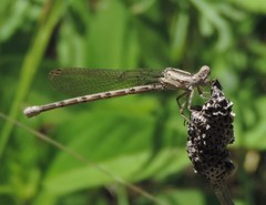 Argia immunda