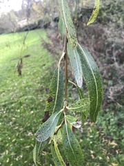 Angiospermae