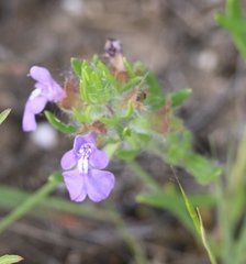 Scutellaria drummondii