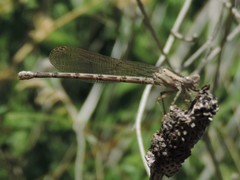 Argia immunda