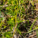 Solanum sodomaeodes - Photo (c) graham_g，保留部份權利CC BY-NC