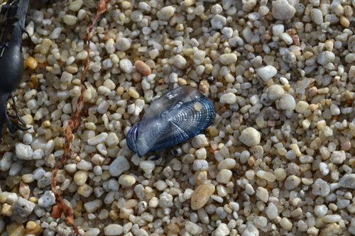 photo of By-the-wind Sailor (Velella velella)