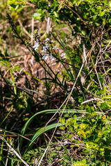 Stachys nigricans