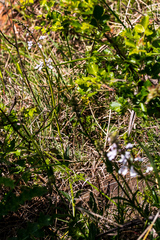 Stachys nigricans