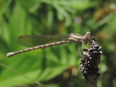 Argia immunda