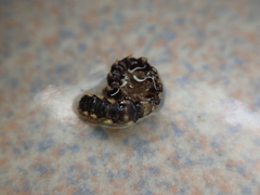 Chondromorpha xanthotricha