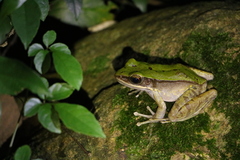 Odorrana chloronota
