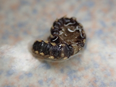 Chondromorpha xanthotricha