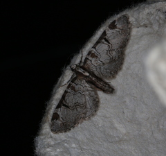 Eupithecia insigniata