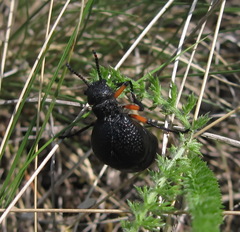 Meloe erythrocnemus