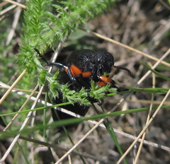 Meloe erythrocnemus