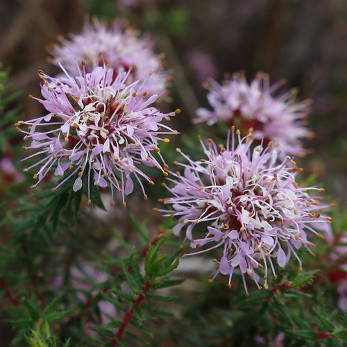 Frill Buchu (Agathosma ciliaris)