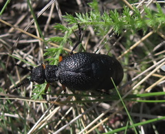 Meloe erythrocnemus