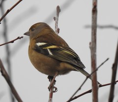 Fringilla coelebs