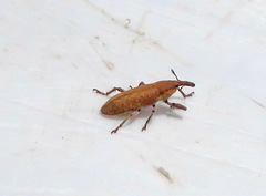 Lixus punctiventris