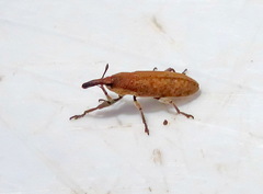 Lixus punctiventris