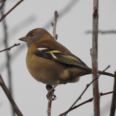 Fringilla coelebs