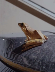 Polypedates leucomystax