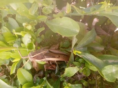 Acanthacris ruficornis