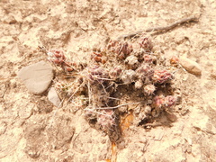 Grusonia grahamii