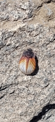 Gyriosomus