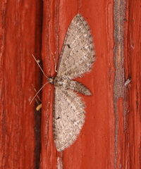 Eupithecia satyrata