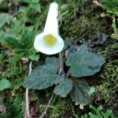 Smithiantha multiflora