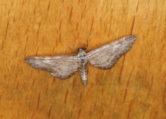 Eupithecia subumbrata