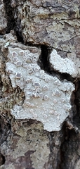 Lecanora subpallens