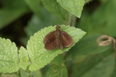 Ancistroides nigrita