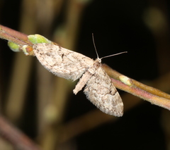 Eupithecia lanceata