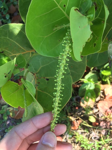 Coccoloba uvifera