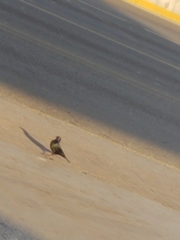 Euphagus cyanocephalus