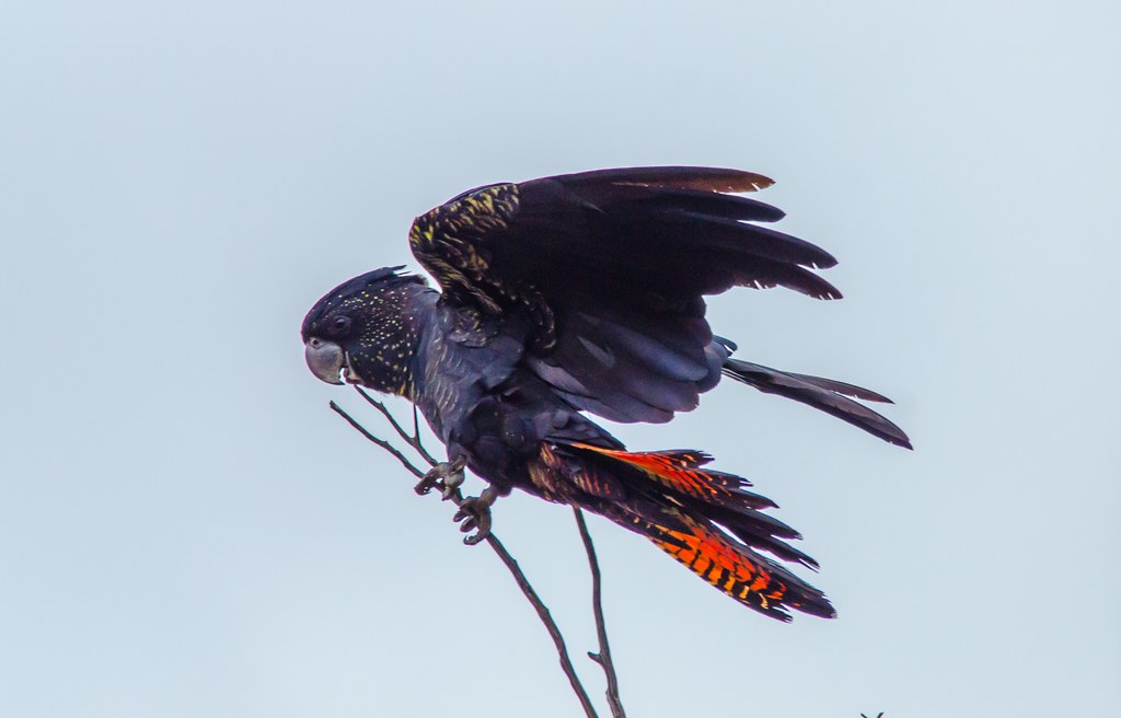 Calyptorhynchus banksii samueli from Dowerin, Western Australia ...