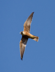 Australian Hobby photo 4