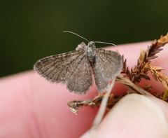 Eupithecia plumbeolata