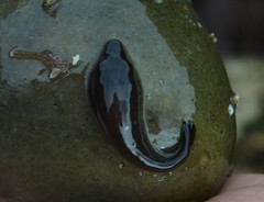 Lepadogaster purpurea