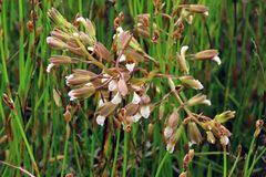 Eulophia tristis