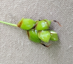 Carex laxiculmis copulata