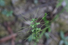 Peristylus tentaculatus