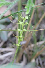 Peristylus tentaculatus
