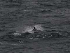 Lagenorhynchus albirostris