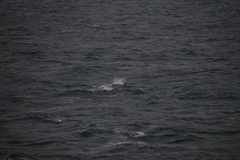 Lagenorhynchus albirostris