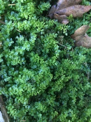 Plagiomnium undulatum