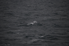 Lagenorhynchus albirostris
