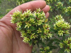 Baccharis